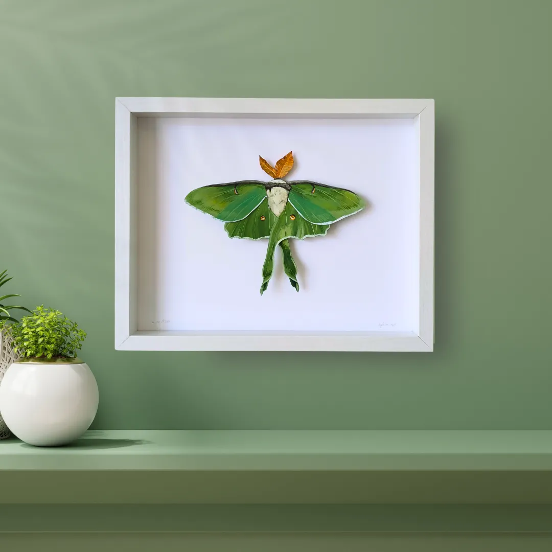 Luna Moth framed painted paper sculpture