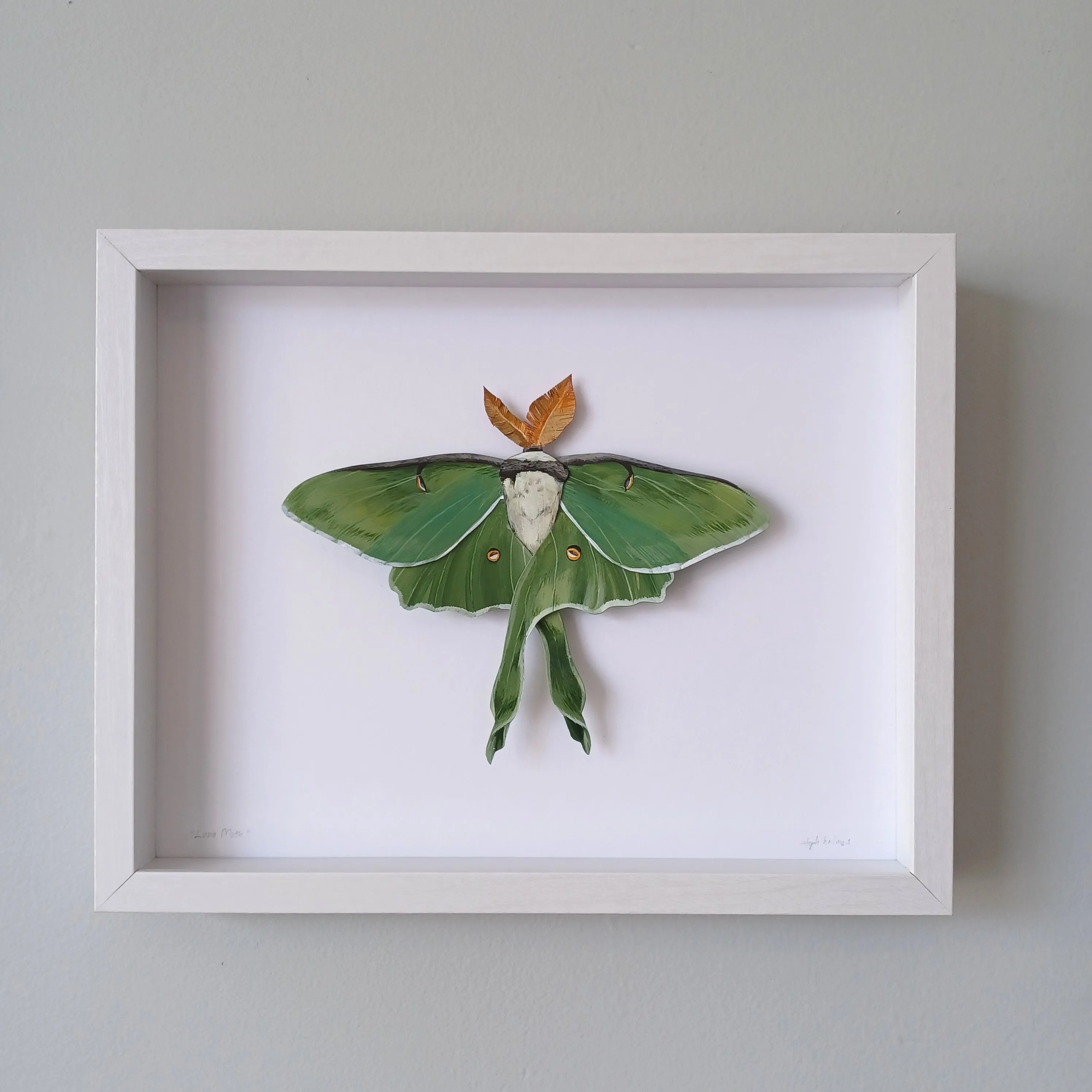 Luna Moth framed painted paper sculpture